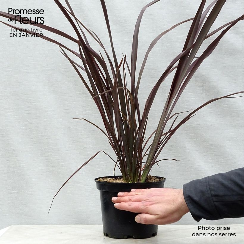 Phormium Purpureum - Lino della Nuova Zelanda Vaso da 2L/3L esemplare consegnato in inverno