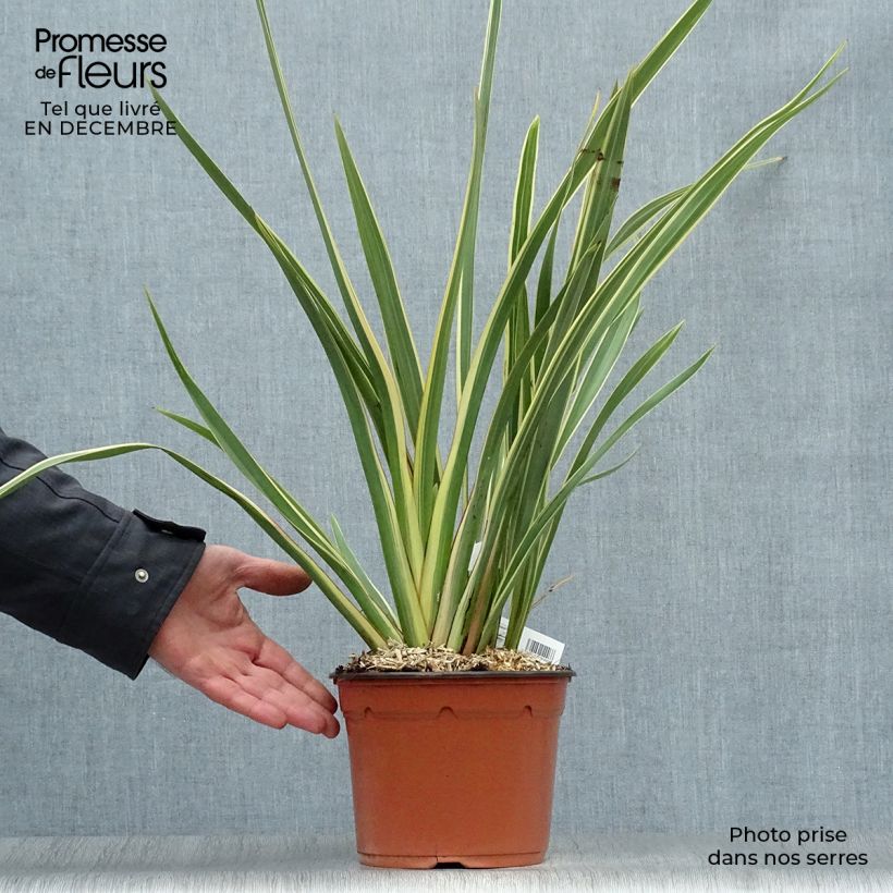 Phormium Variegatum - Lino della Nuova Zelanda Vaso da 2L/3L esemplare consegnato in inverno