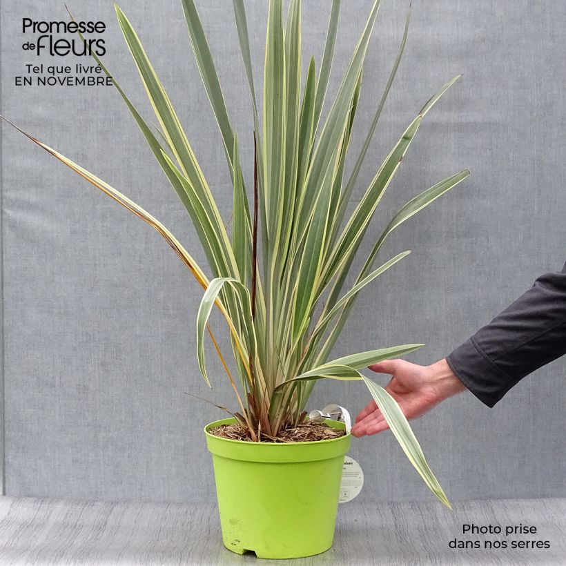 Esemplare di Phormium Variegatum - Lino della Nuova Zelanda Vaso da 7,5L/10L come consegnato in autunno