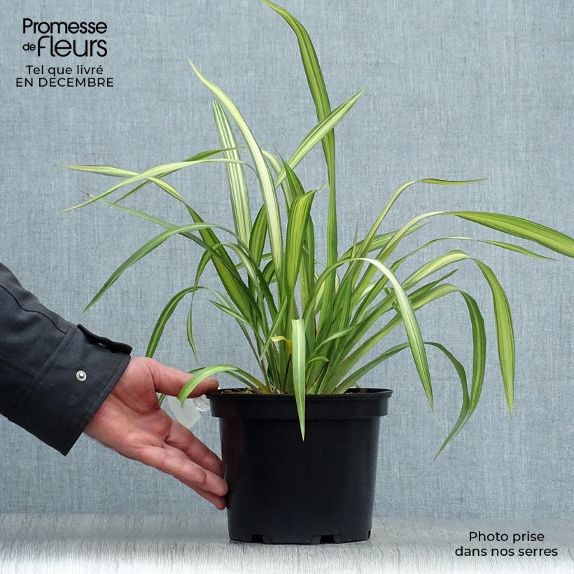 Phormium Yellow Wave - Lino della Nuova Zelanda Vaso da 2L/3L esemplare consegnato in inverno