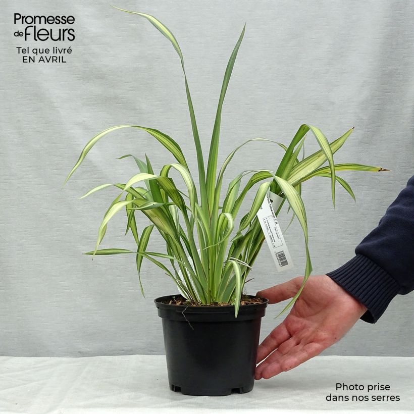 Phormium Yellow Wave - Lino della Nuova Zelanda Vaso da 2L/3L esemplare consegnato in primavera