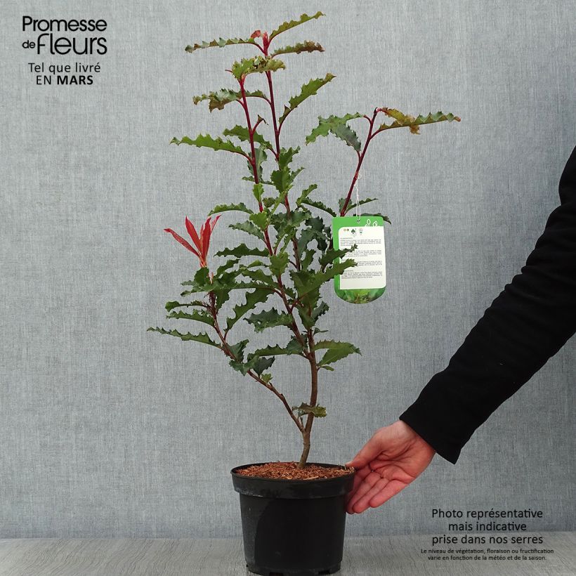 Photinia serratifolia Crunchy - Fotinia Vaso da 2L/3L esemplare consegnato in inverno