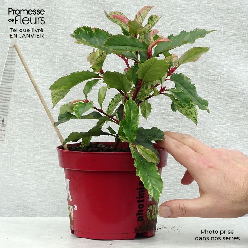Photinia serratifolia Pink Crispy - Fotinia Vaso da 2L/3L esemplare consegnato in inverno