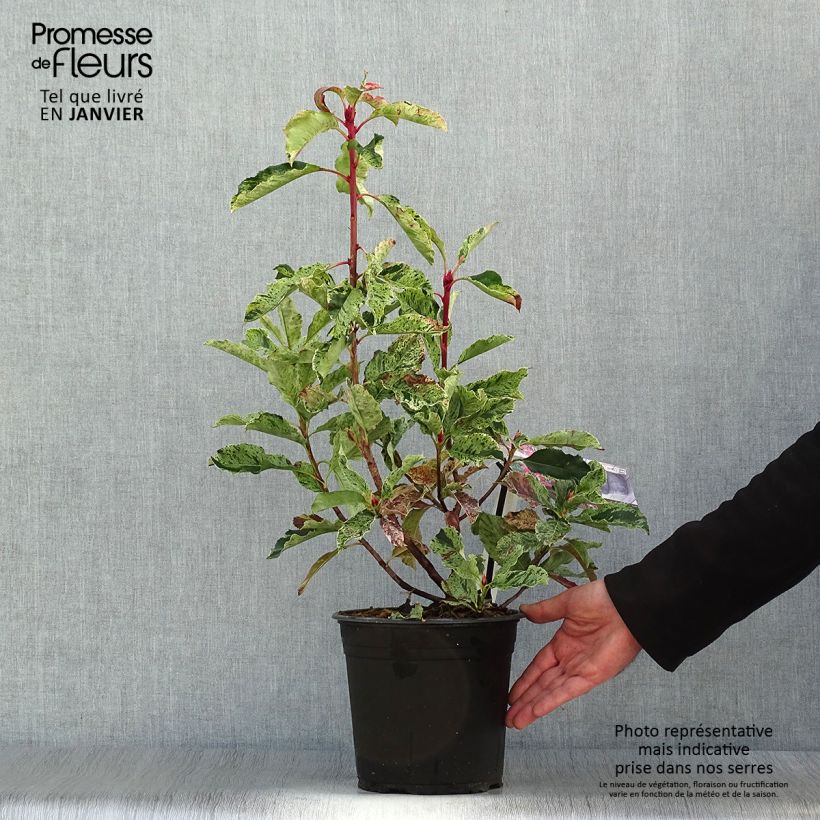 Photinia serratifolia Pink Crispy - Fotinia Vaso da 4L/5L esemplare consegnato in inverno
