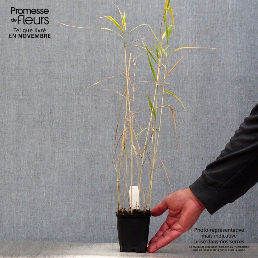 Esemplare di Phragmites australis - Cannuccia di palude Vasetto da 8/9 cm come consegnato in autunno