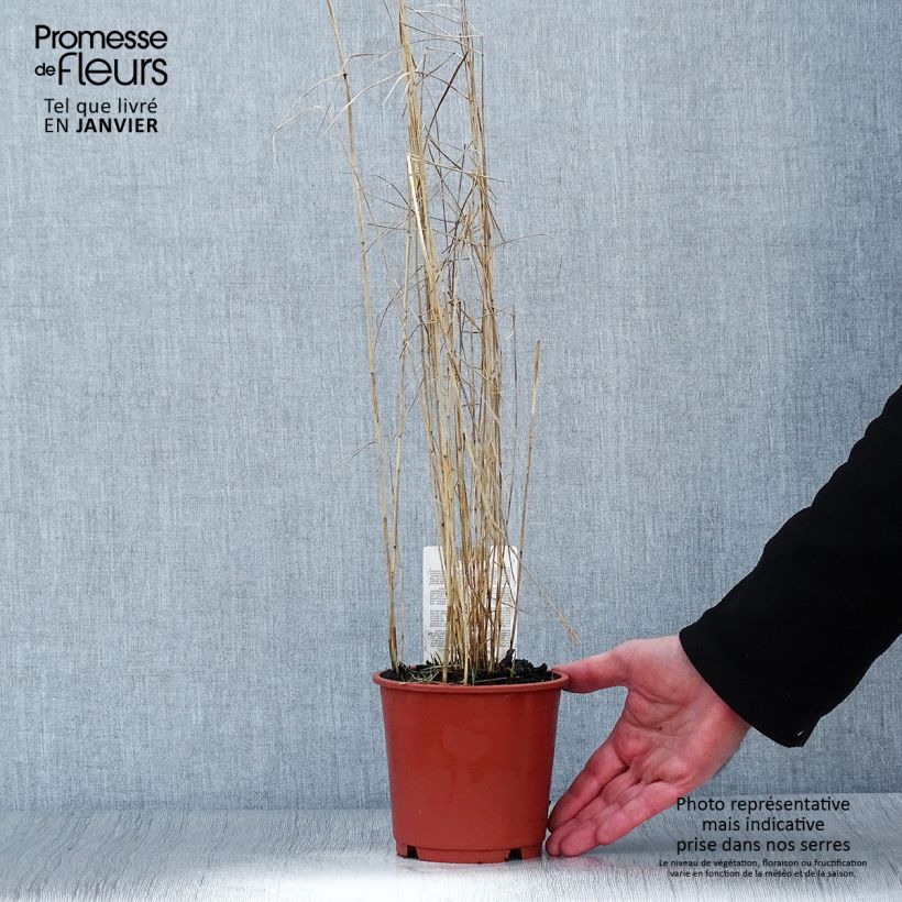 Phragmites australis - Cannuccia di palude Vaso da 1L/1,5L esemplare consegnato in inverno