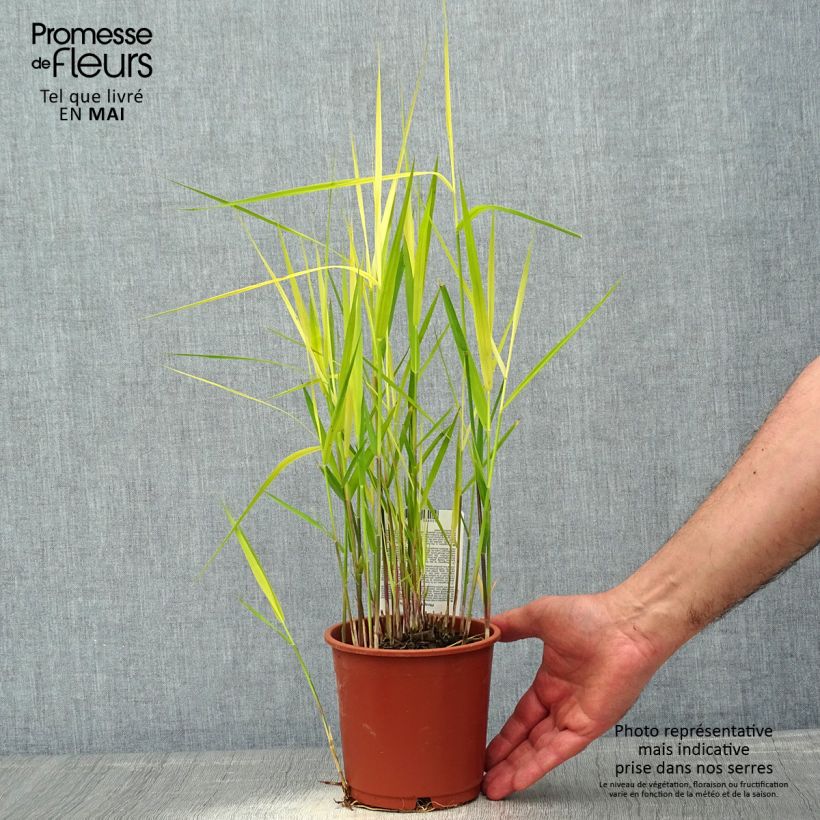 Phragmites australis - Cannuccia di palude Vaso da 1L/1,5L esemplare consegnato in primavera