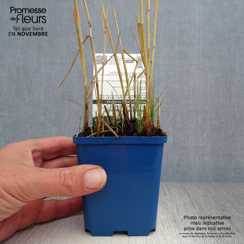 Esemplare di Phragmites australis Variegatus - Cannuccia di palude variegata Vasetto da 8/9 cm come consegnato in autunno