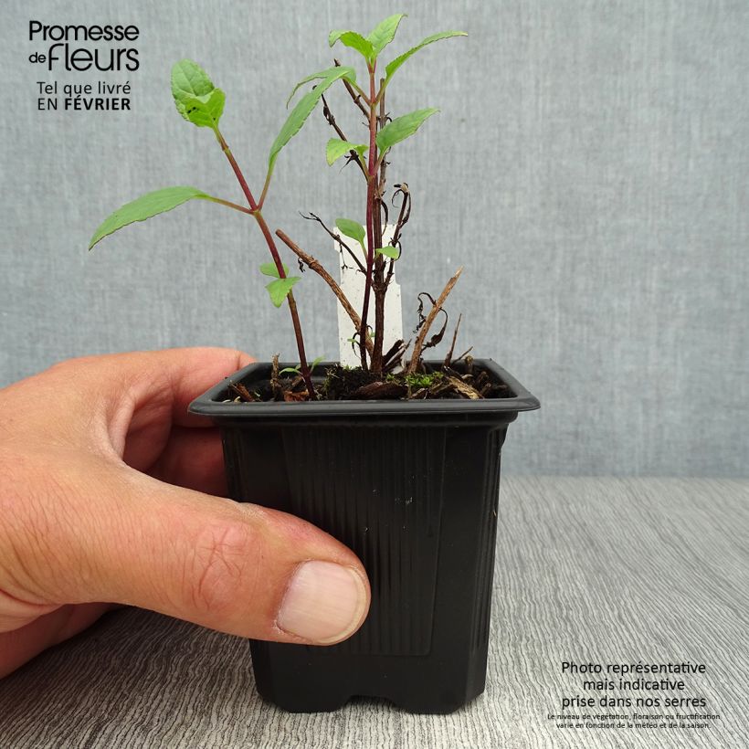 Esemplare di Phygelius capensis Vasetto da 8/9 cm come consegnato in autunno