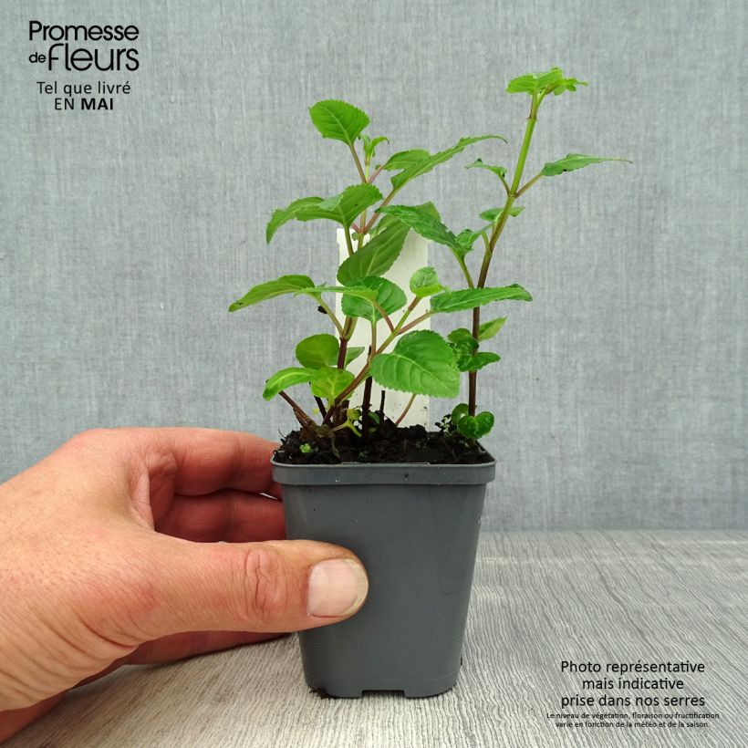 Phygelius capensis Vasetto da 8/9 cm esemplare consegnato in primavera