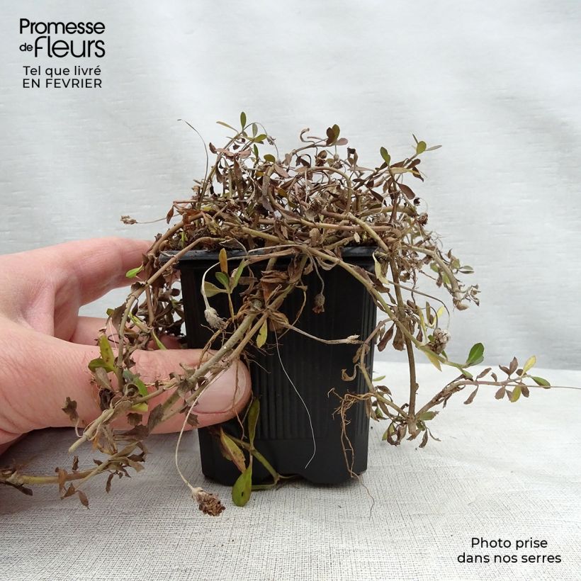 Phyla nodiflora - Erba Luigia minore Vasetto da 8/9 cm esemplare consegnato in inverno