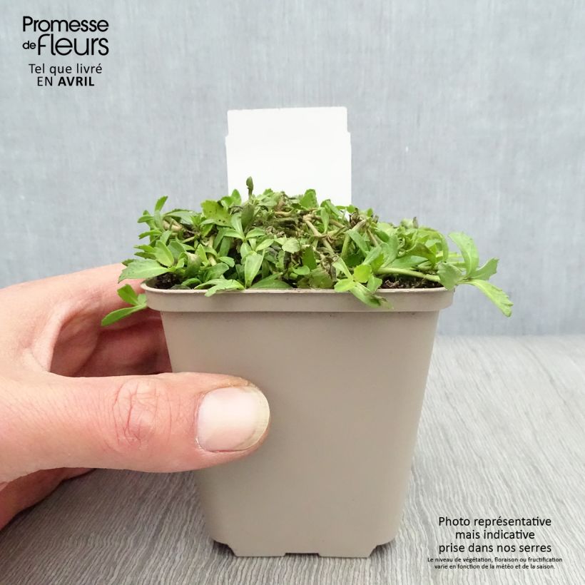 Phyla nodiflora - Erba Luigia minore Vasetto da 8/9 cm esemplare consegnato in primavera