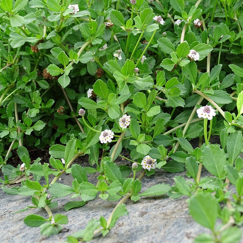 Phyla nodiflora - Erba Luigia minore (Porto)
