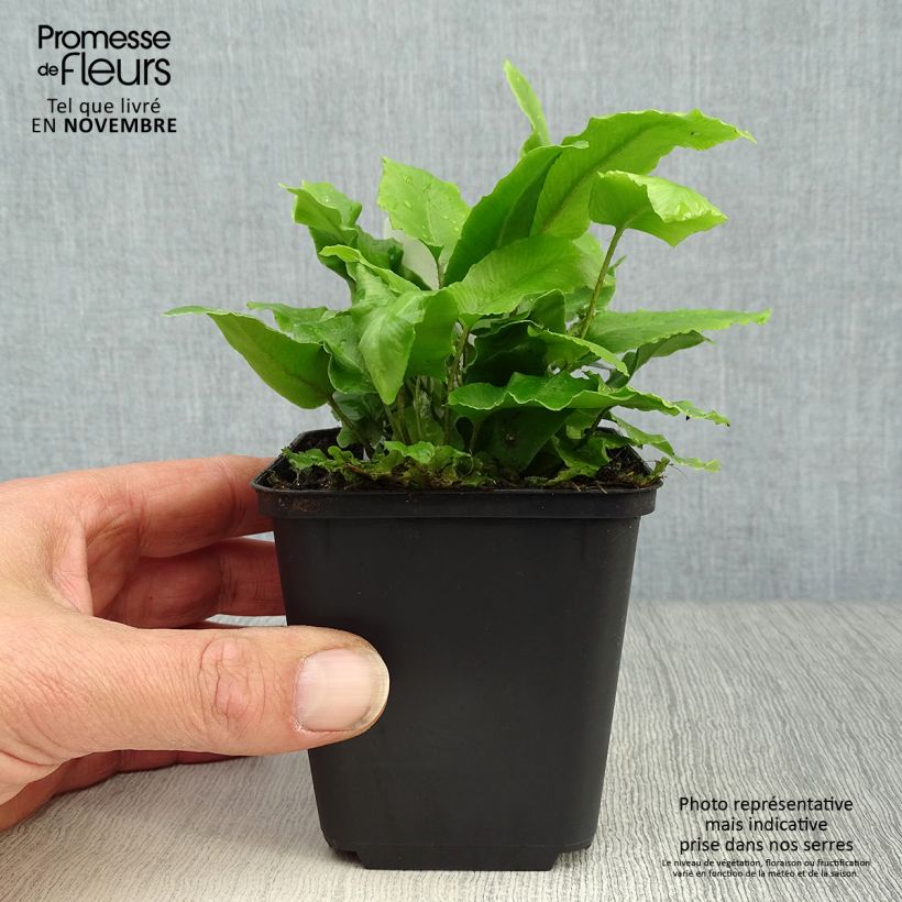 Esemplare di Phyllitis scolopendrium - Asplenio Vasetto da 8/9 cm come consegnato in autunno
