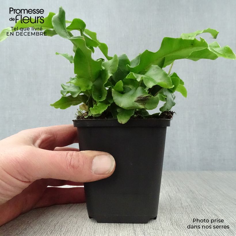 Phyllitis scolopendrium - Asplenio Vasetto da 8/9 cm esemplare consegnato in inverno