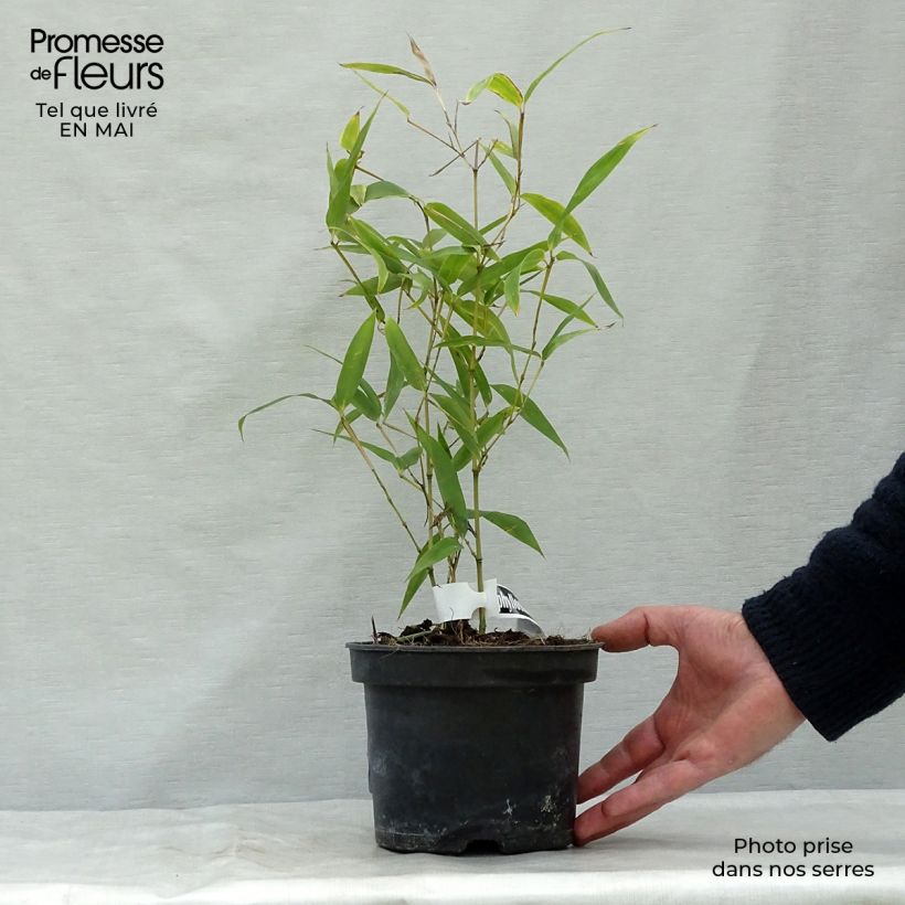 Phyllostachys atrovaginata Green Perfume Vaso da 2L/3L esemplare consegnato in primavera