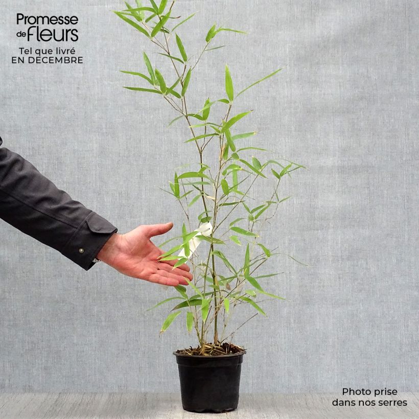 Phyllostachys atrovaginata Green Perfume Vaso da 2L/3L esemplare consegnato in inverno