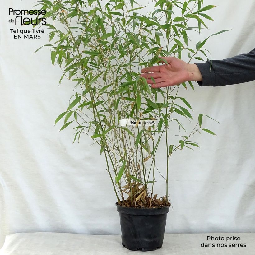 Phyllostachys atrovaginata Green Perfume Vaso da 4L/5L esemplare consegnato in primavera