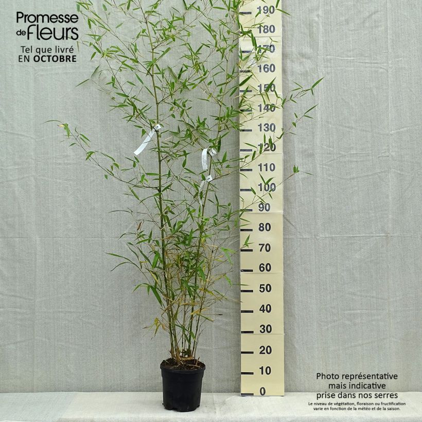 Esemplare di Phyllostachys atrovaginata Green Perfume Vaso da 4L/5L come consegnato in autunno