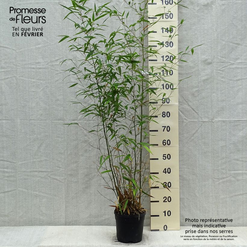 Phyllostachys atrovaginata Green Perfume Vaso da 4L/5L esemplare consegnato in inverno