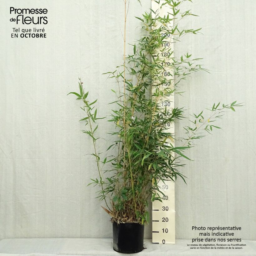 Esemplare di Phyllostachys aurea Holochrysa - Bambù dorato Vaso da 12L/15L come consegnato in autunno