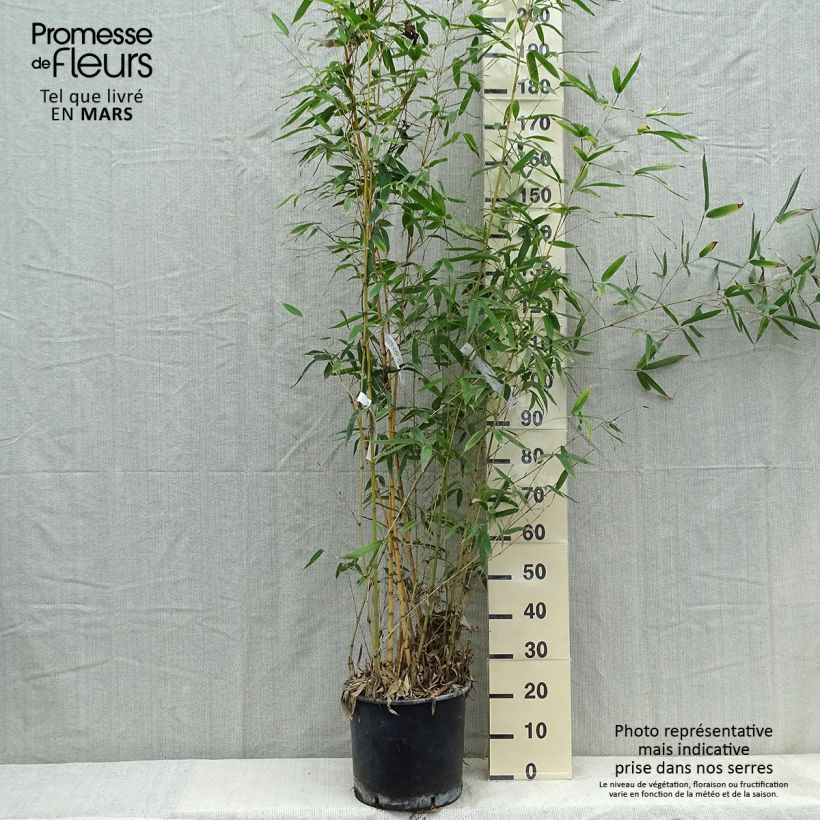 Phyllostachys aurea Holochrysa - Bambù dorato Vaso da 12L/15L esemplare consegnato in primavera