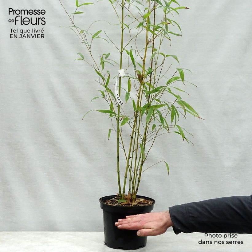 Phyllostachys aurea - Bambù dorato Vaso da 4L/5L esemplare consegnato in inverno