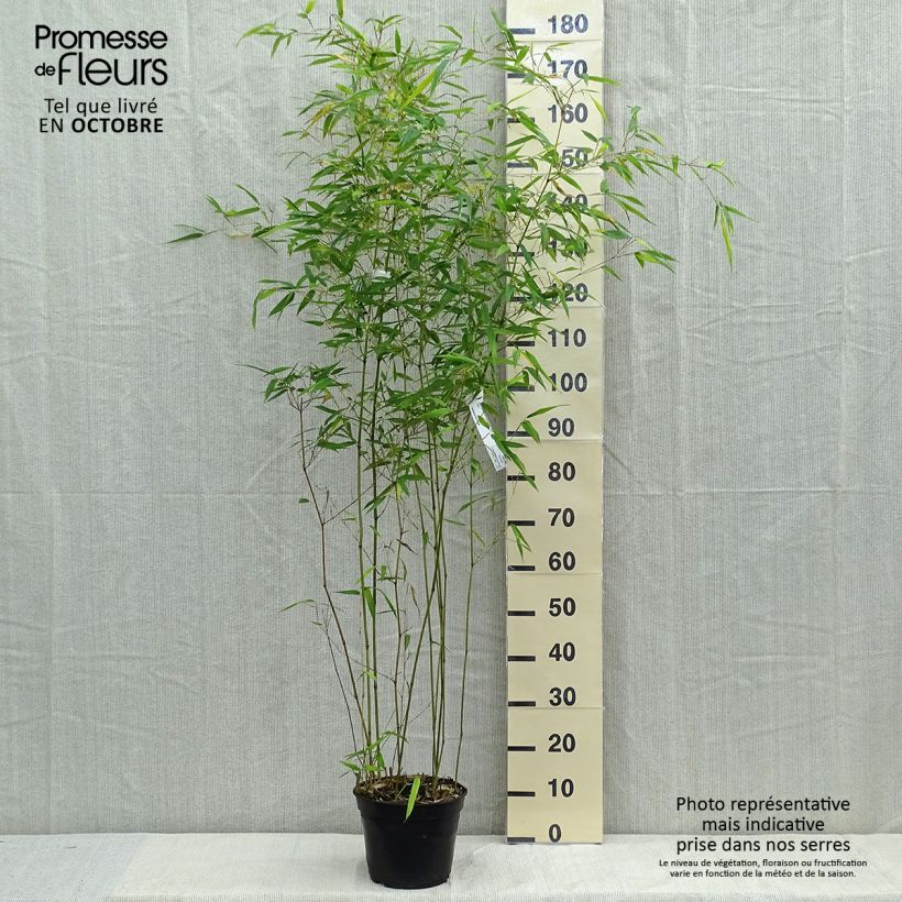 Esemplare di Phyllostachys aureosulcata Alata - Bambù aureosulcato Vaso da 4L/5L come consegnato in autunno