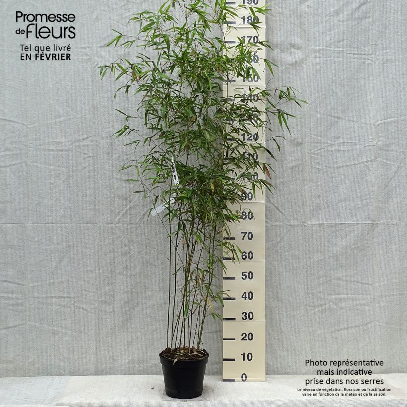 Phyllostachys aureosulcata Alata - Bambù aureosulcato Vaso da 4L/5L esemplare consegnato in inverno