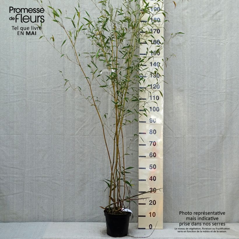 Phyllostachys aureosulcata Alata - Bambù aureosulcato Vaso da 4L/5L esemplare consegnato in primavera