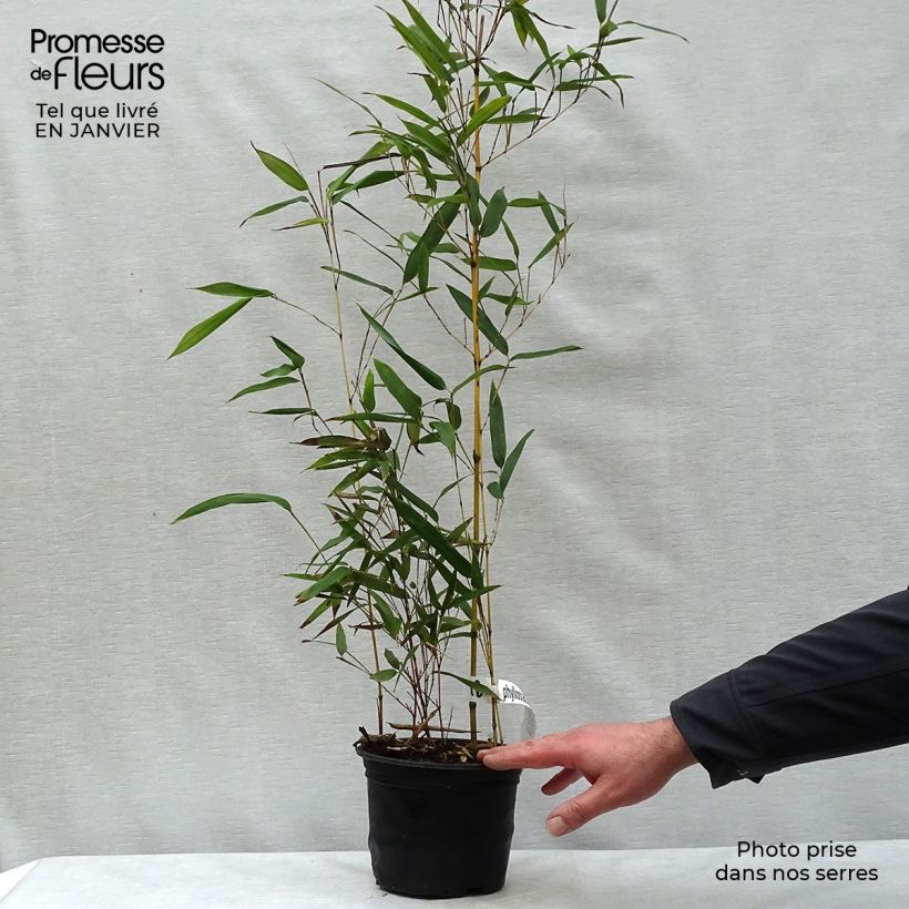 Phyllostachys aureosulcata Aureocaulis - Bambù aureosulcato Vaso da 2L/3L esemplare consegnato in inverno