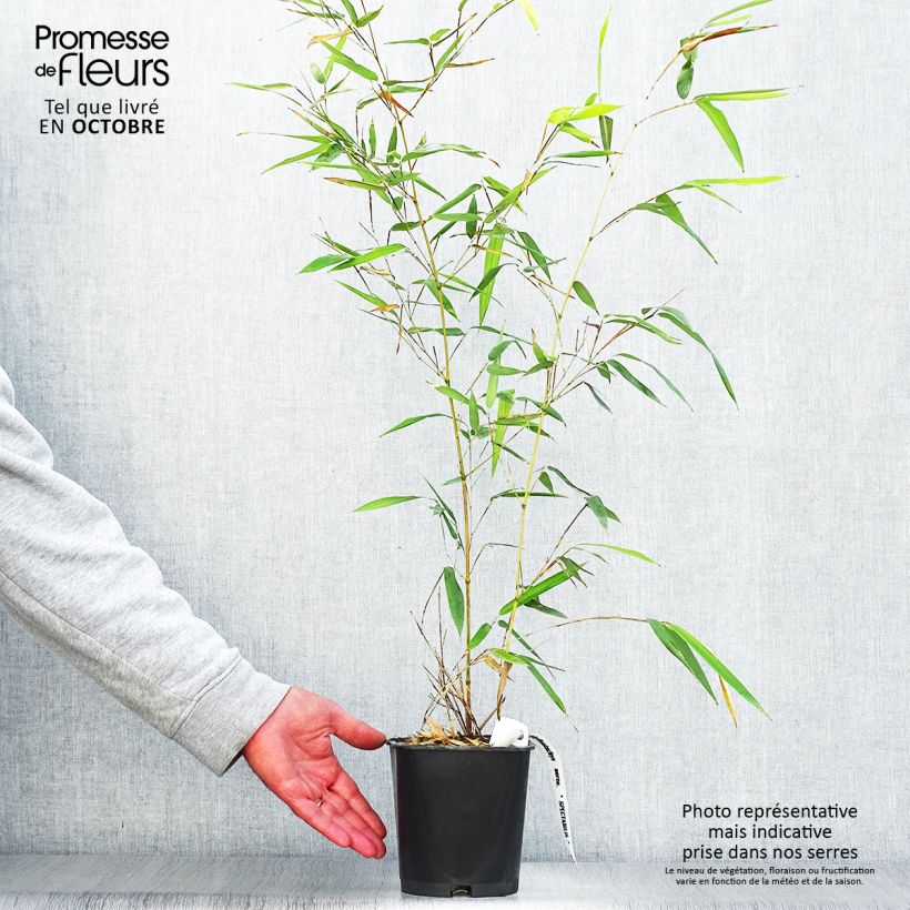Esemplare di Phyllostachys aureosulcata Spectabilis - Bambù aureosulcato Vaso da 2L/3L come consegnato in autunno