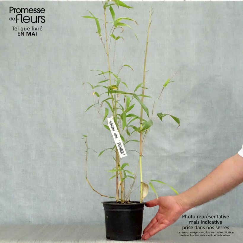 Phyllostachys aureosulcata Spectabilis - Bambù aureosulcato Vaso da 2L/3L esemplare consegnato in primavera