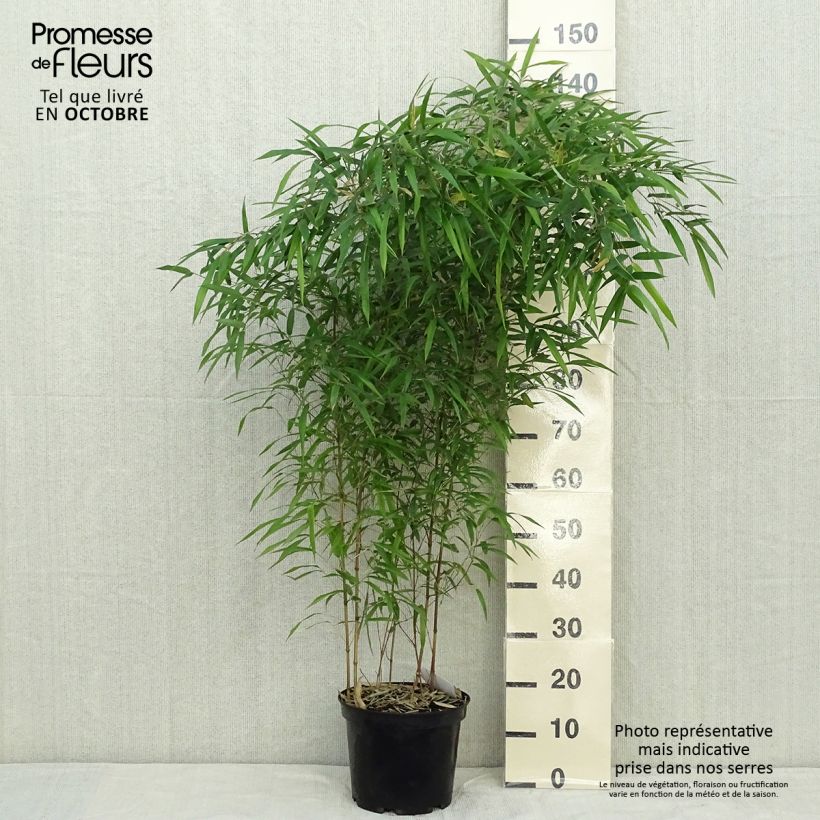 Esemplare di Phyllostachys aureosulcata Spectabilis - Bambù aureosulcato Vaso da 4L/5L come consegnato in autunno