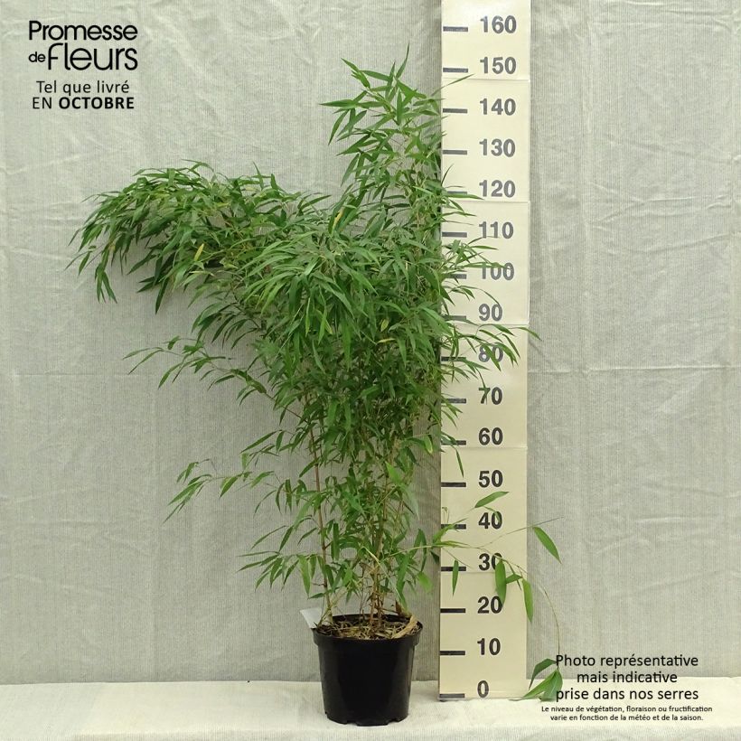 Esemplare di Phyllostachys aureosulcata Spectabilis - Bambù aureosulcato Vaso da 7,5L/10L come consegnato in autunno