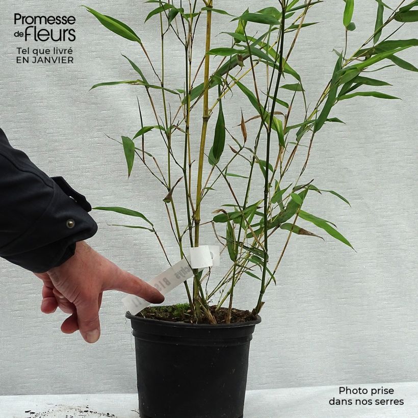 Phyllostachys bissetii - Bambù Vaso da 2L/3L esemplare consegnato in inverno