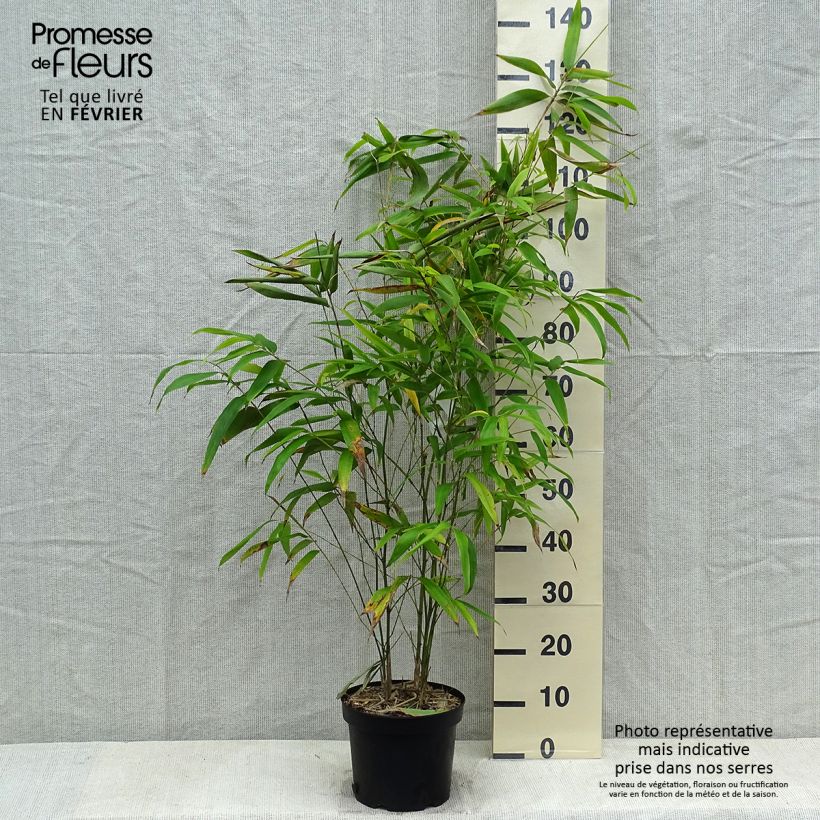 Phyllostachys edulis - Moso Vaso da 4L/5L esemplare consegnato in inverno