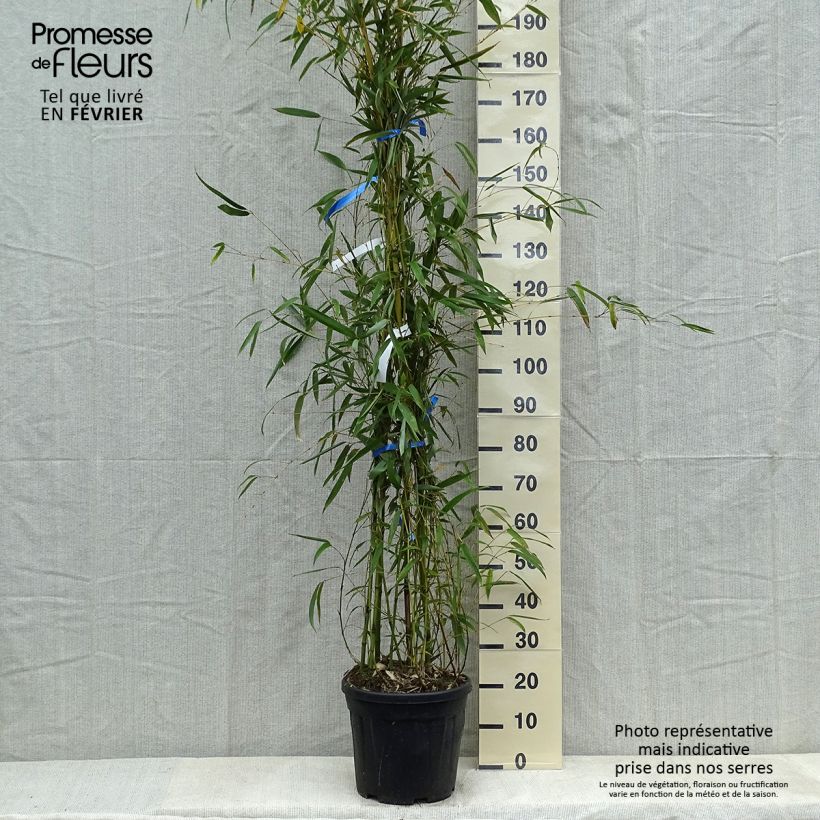 Phyllostachys flexuosa - Bambù Vaso da 12L/15L esemplare consegnato in inverno