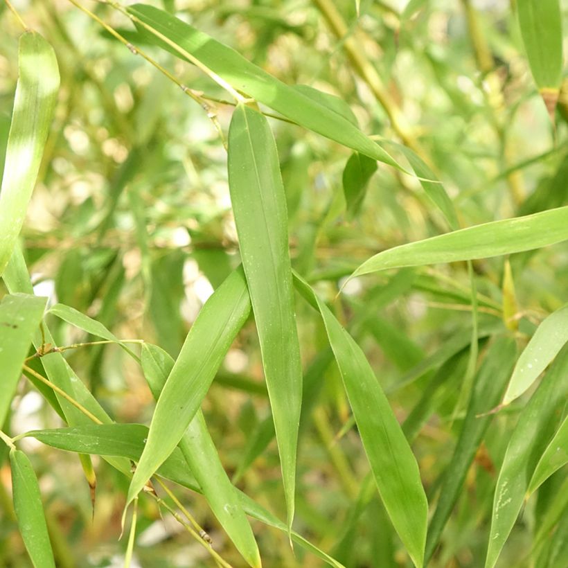 Phyllostachys flexuosa - Bambù (Fogliame)
