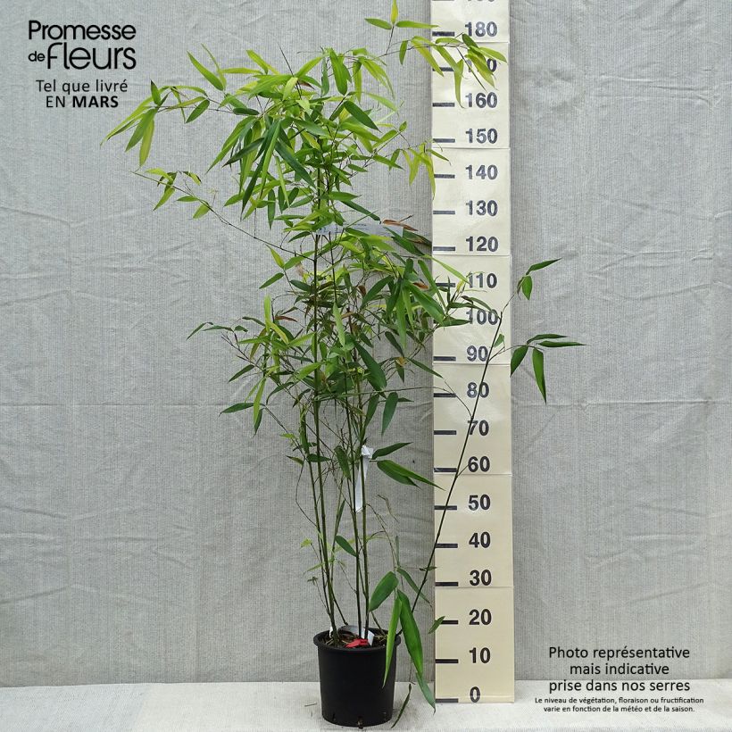 Phyllostachys glauca - Bambù blu Vaso da 4L/5L esemplare consegnato in primavera