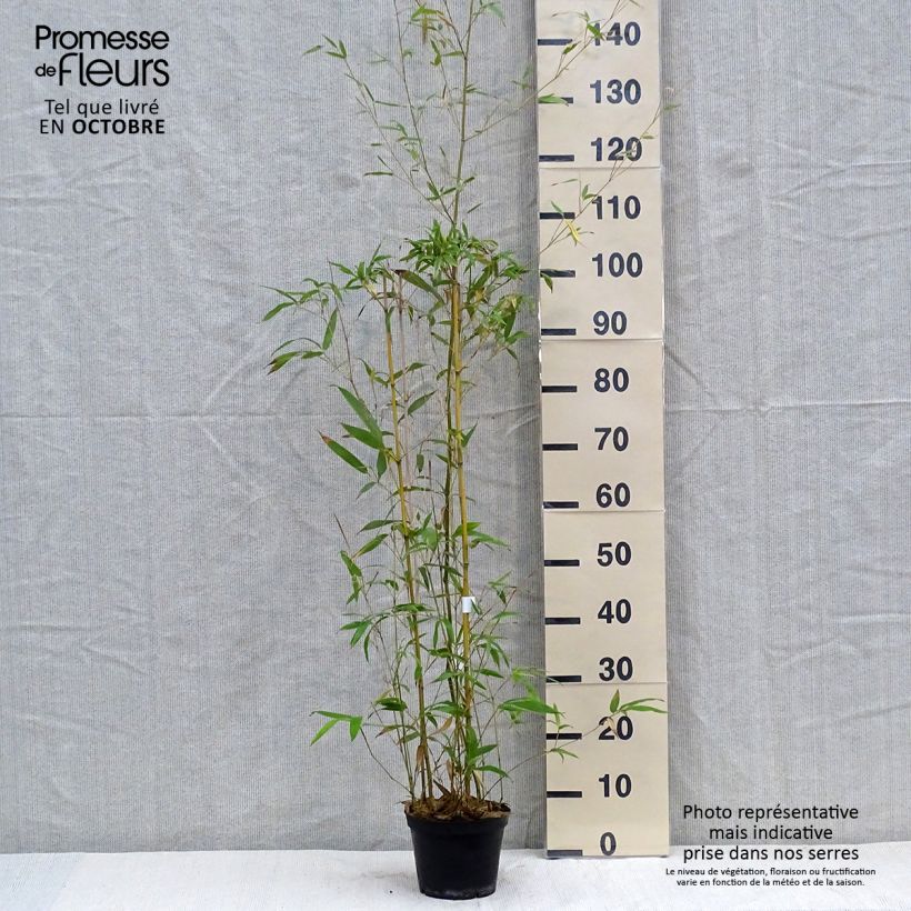 Esemplare di Phyllostachys humilis - Bambù medio Vaso da 2L/3L come consegnato in autunno