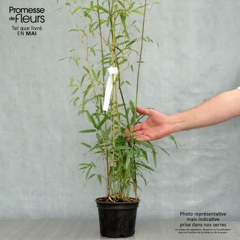 Phyllostachys humilis - Bambù medio Vaso da 2L/3L esemplare consegnato in primavera