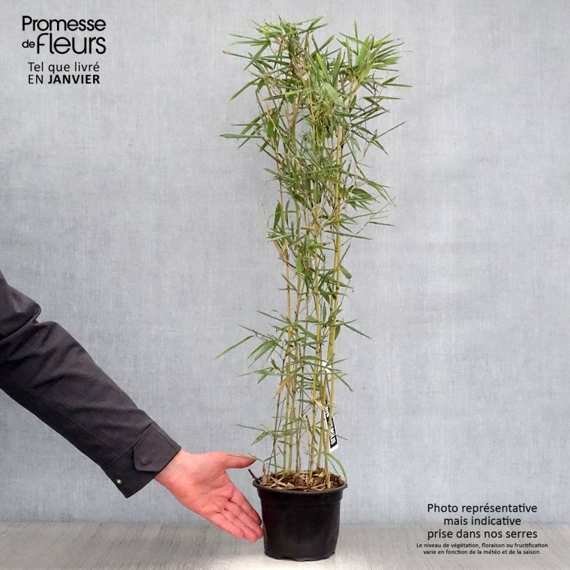 Phyllostachys humilis - Bambù medio Vaso da 2L/3L esemplare consegnato in inverno