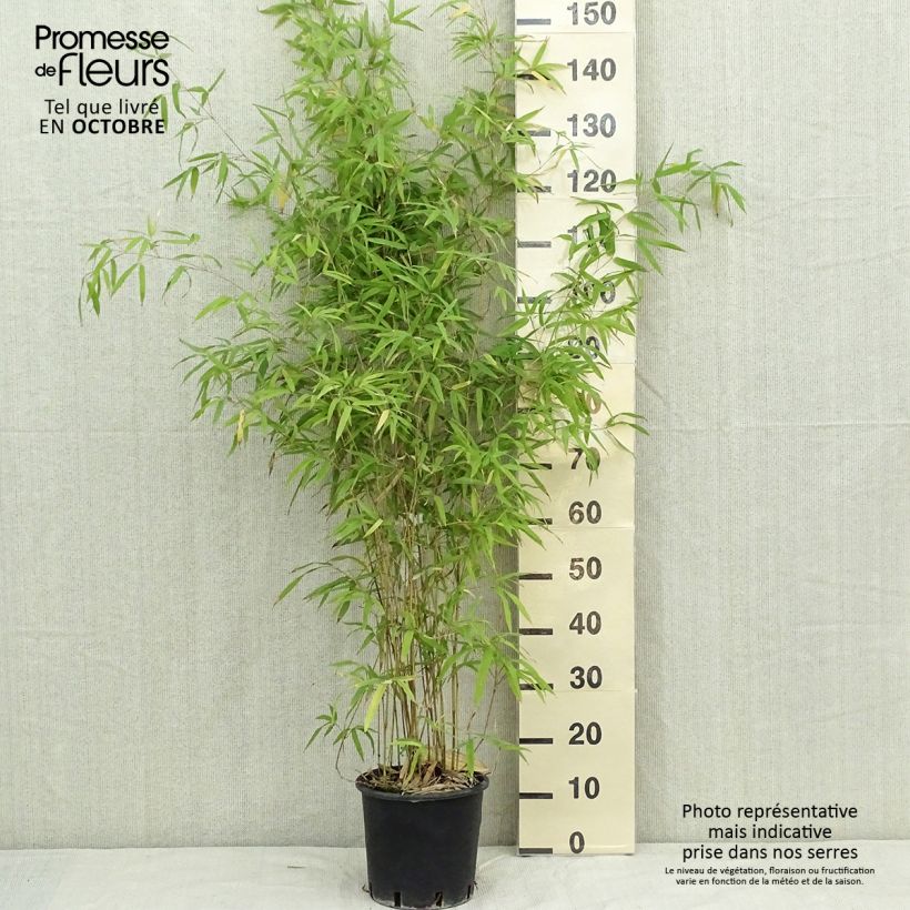 Esemplare di Phyllostachys humilis - Bambù medio Vaso da 4L/5L come consegnato in autunno