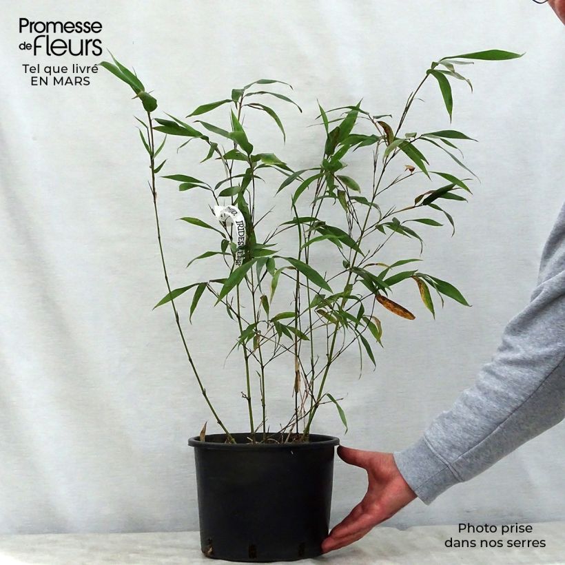 Phyllostachys iridescens - Bambù Vaso da 4L/5L esemplare consegnato in primavera