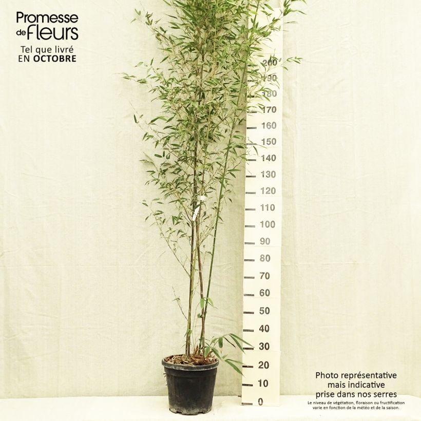 Esemplare di Phyllostachys nigra Boryana - Bambù nero Vaso da 12L/15L come consegnato in autunno
