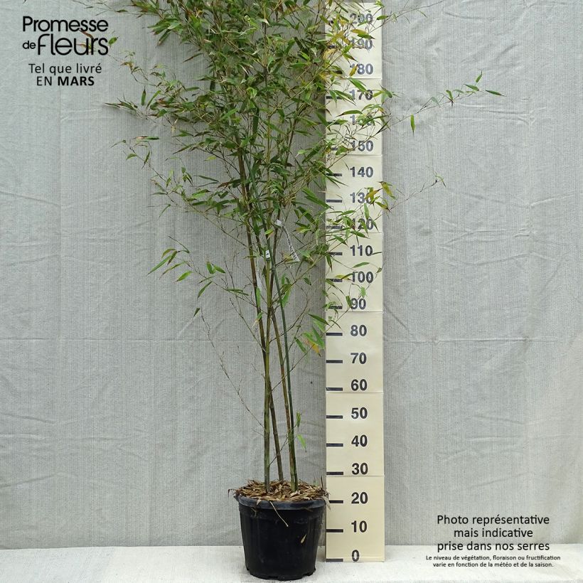 Phyllostachys nigra Boryana - Bambù nero Vaso da 12L/15L esemplare consegnato in primavera