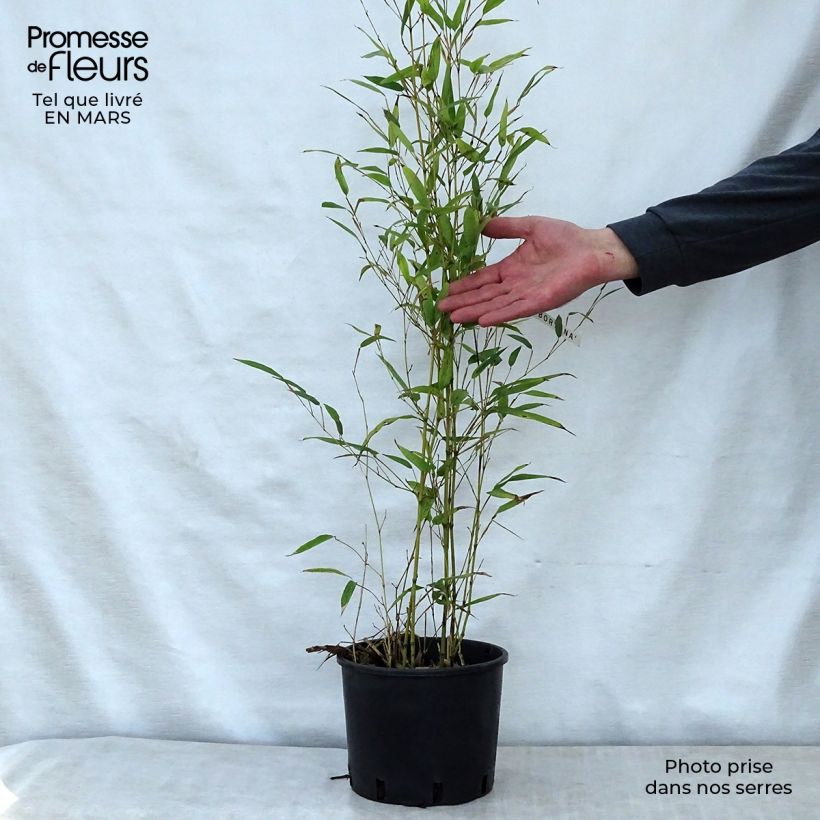 Phyllostachys nigra Boryana - Bambù nero Vaso da 4L/5L esemplare consegnato in primavera