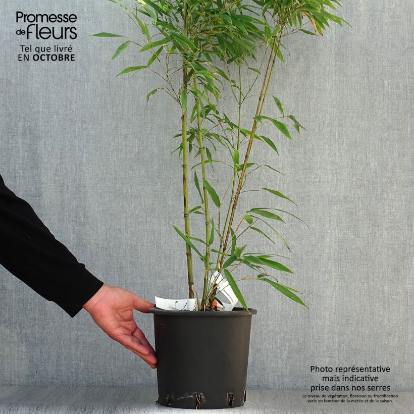 Esemplare di Phyllostachys nigra Boryana - Bambù nero Vaso da 4L/5L come consegnato in autunno