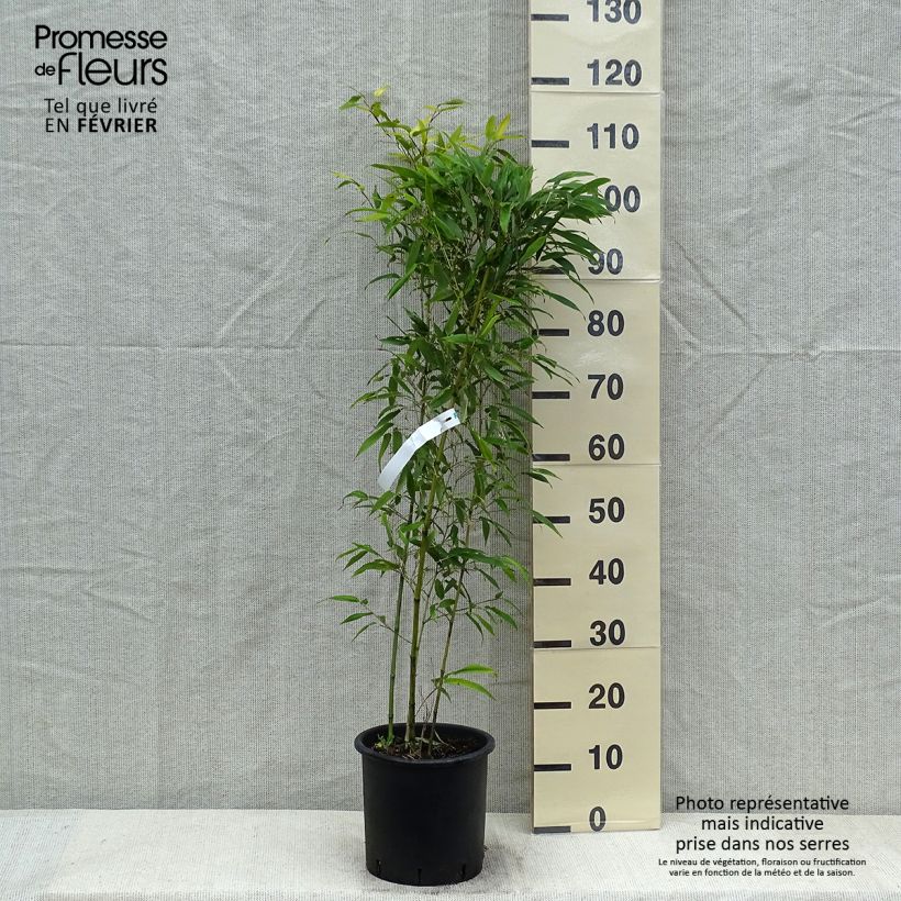 Phyllostachys nigra Boryana - Bambù nero Vaso da 4L/5L esemplare consegnato in inverno